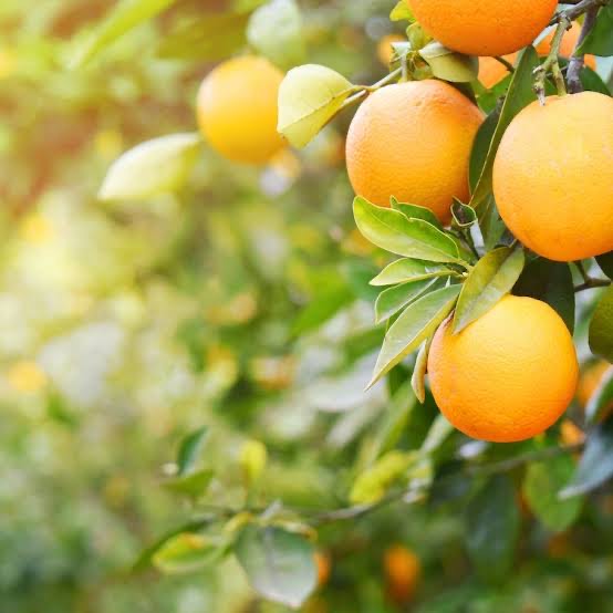 fruits