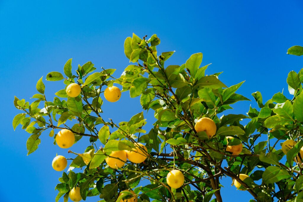 Fruits dan gold cUaXzFXVKkA unsplash scaled 1