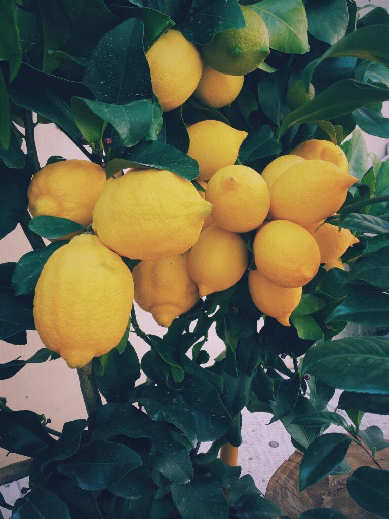 Fruits ernest porzi Z Y6I45f9kQ unsplash scaled 1