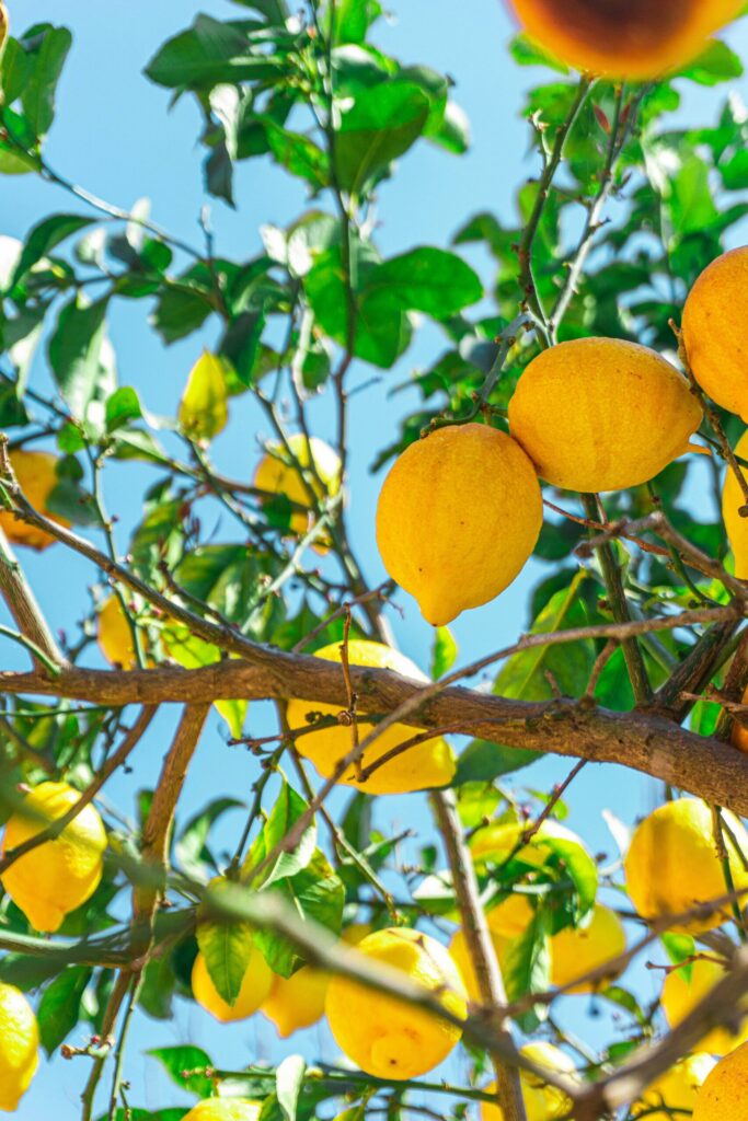 Fruits giuse ff2 ap3CRY8 unsplash scaled 1