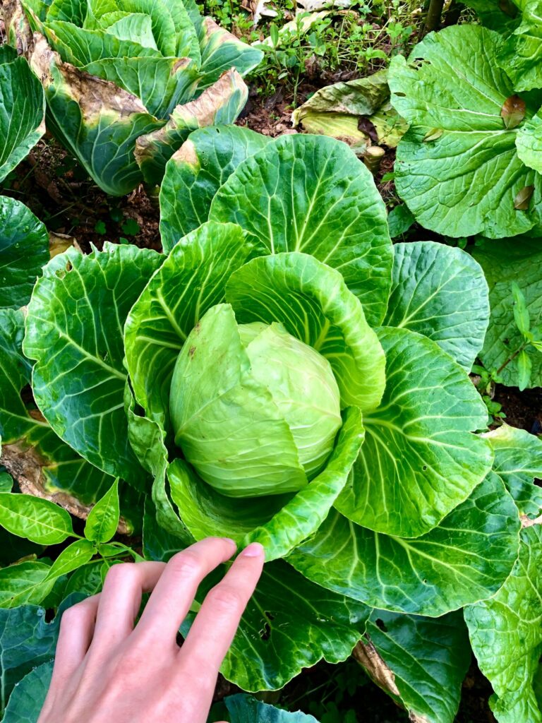 Vegetables sandra martins Sl2ObmANob4 unsplash scaled 1